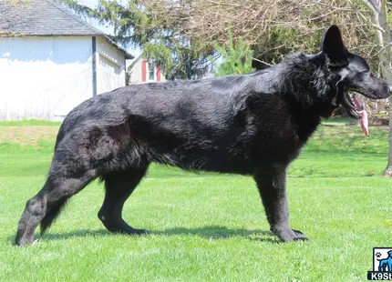 a black german shepherd dog running in a yard